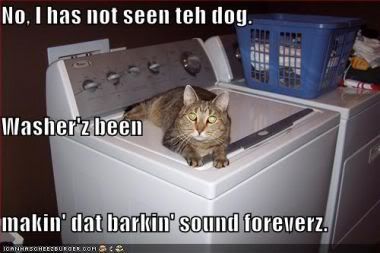 catwashingmachinedog.jpg