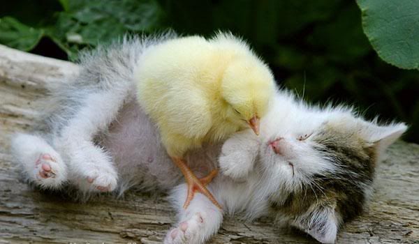 chick-kitty.jpg