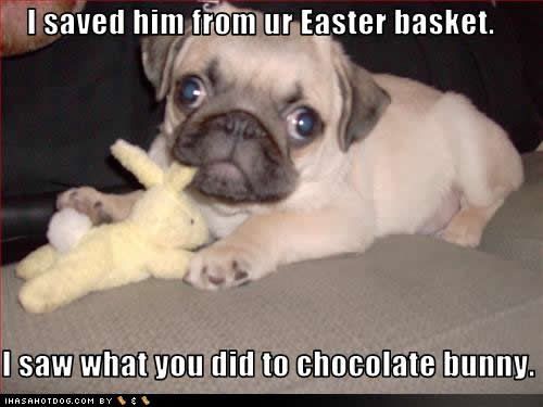 cute-puppy-pictures-easter-basket.jpg