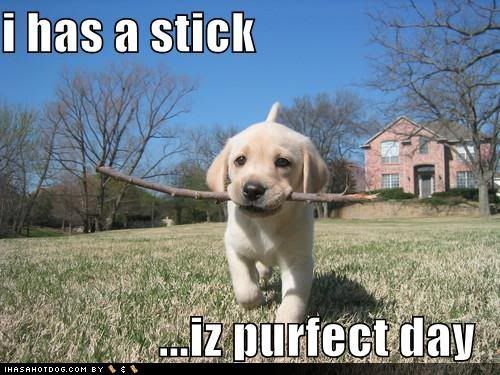 cute-puppy-pictures-it-is-a-perfect.jpg