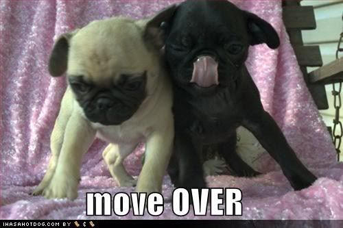 cute-puppy-pictures-move-over.jpg