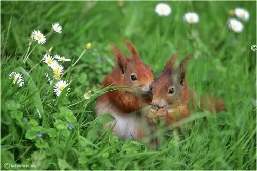 cutesquirrels1.jpg