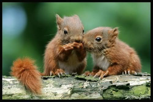 cutesquirrels2.jpg