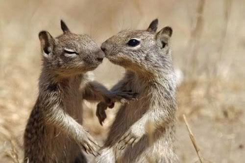 cutesquirrels3.jpg