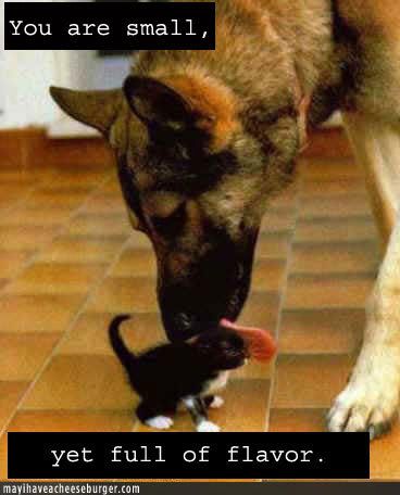 dog-lick-kitten.jpg