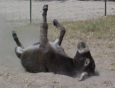 donkey-1.jpg