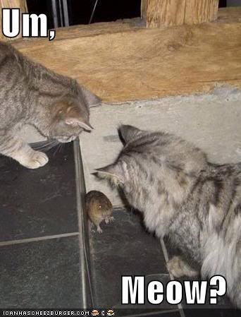 funnny-pictures-cornered-mouse-meow.jpg