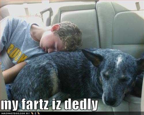 funny-dog-pictures-deadly-farts-in-.jpg