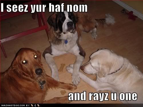 funny-dog-pictures-dogs-play-nom-po.jpg