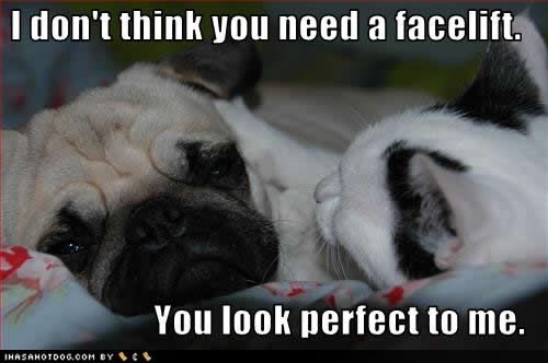 funny-dog-pictures-facelift-perfect.jpg