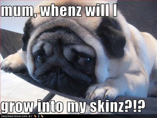 funny-dog-pictures-grow-skinz.jpg