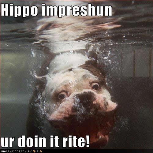 funny-dog-pictures-hippo-impreshun.jpg