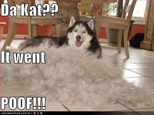 funny-dog-pictures-kat-poof.jpg