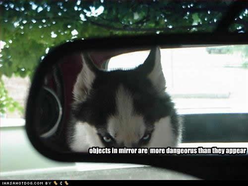 funny-dog-pictures-mirror-dangerous.jpg