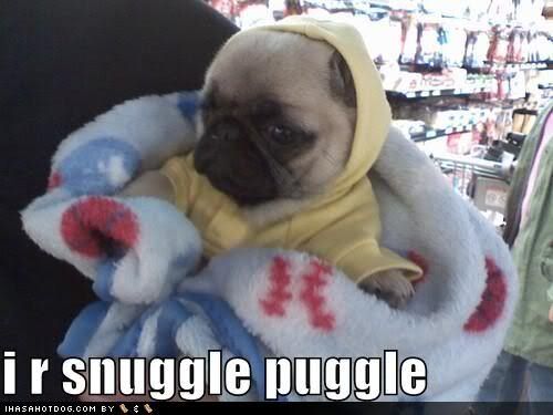 funny-dog-pictures-pug-is-snuggled.jpg