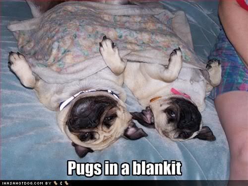 funny-dog-pictures-pugs-in-a-blanke.jpg