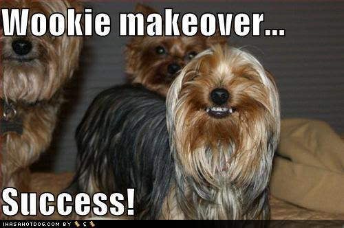 funny-dog-pictures-the-wookie-makeo.jpg