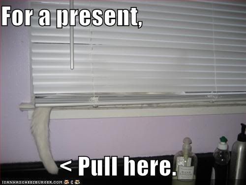 funny-pictures-cat-blinds-tail-pres.jpg