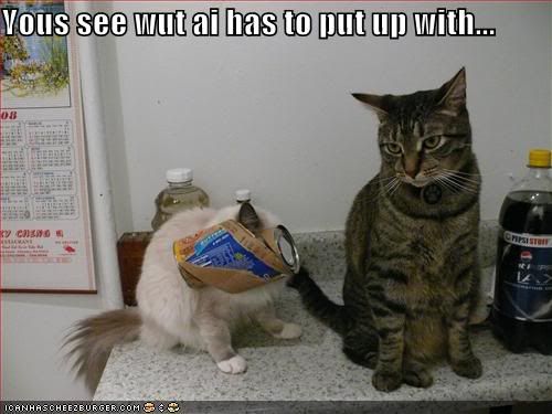 funny-pictures-cat-complains-about-.jpg