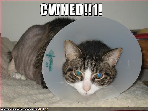 funny-pictures-cat-coned.jpg