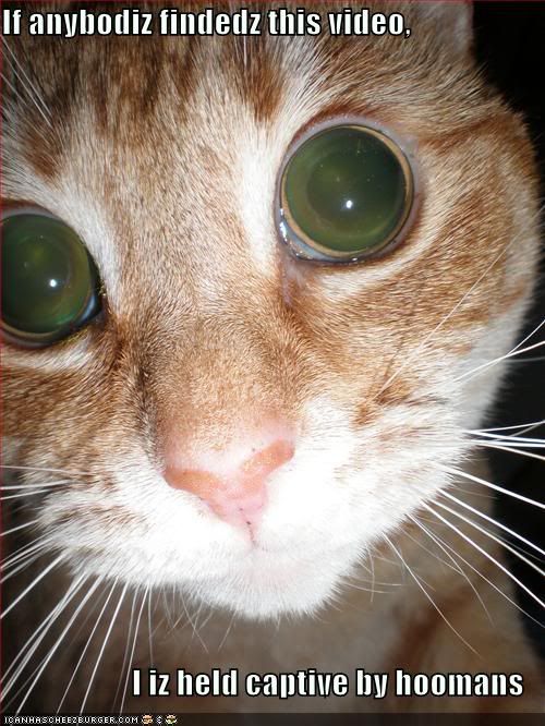 funny-pictures-cat-eyes-camera-flas.jpg