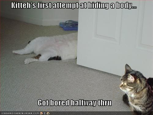 funny-pictures-cat-hiding-body.jpg