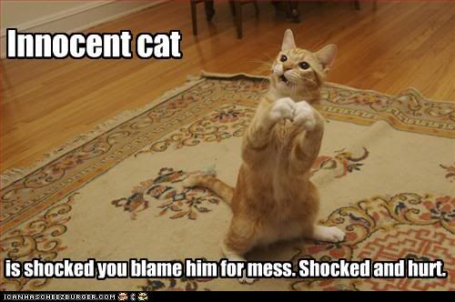 funny-pictures-cat-is-innocent-and-.jpg