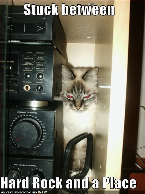 funny-pictures-cat-is-stuck-and-red.jpg