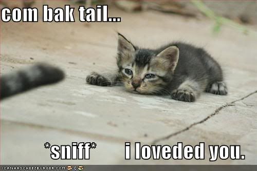 funny-pictures-cat-misses-tail.jpg