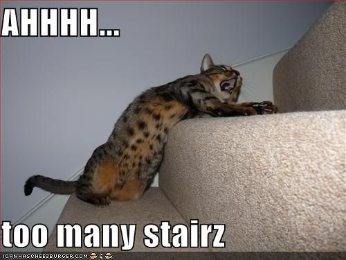 funny-pictures-cat-wants-fewer-stai.jpg