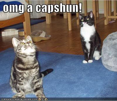 funny-pictures-cats-look-up-see-cap.jpg