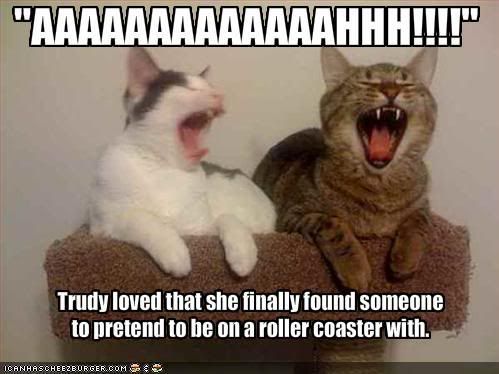 funny-pictures-cats-pretend-that-th.jpg