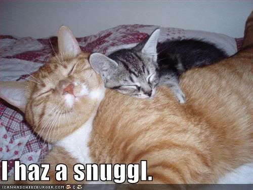 funny-pictures-cats-snuggling.jpg