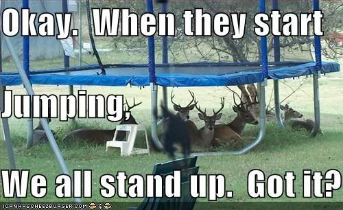 funny-pictures-deer-under-trampolin.jpg