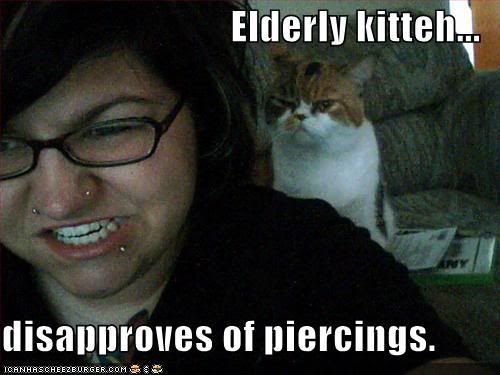 funny-pictures-elderly-cat-disappro.jpg