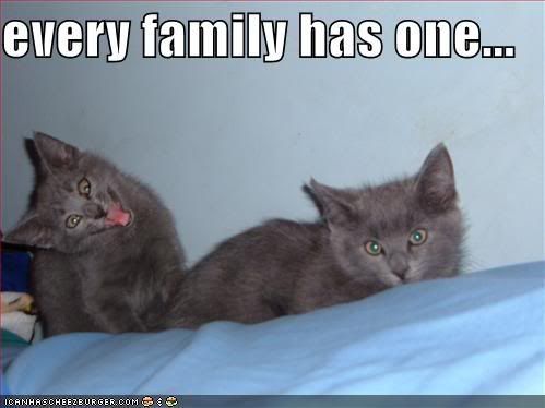 funny-pictures-grey-kittens-crazy-f.jpg