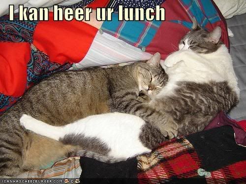 funny-pictures-hugging-sleeping-cat.jpg