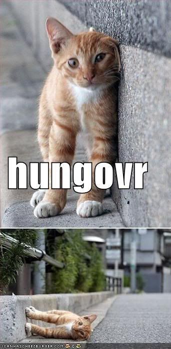 funny-pictures-hungover-orange-cat-.jpg