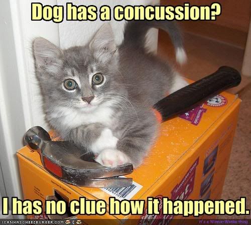 funny-pictures-kitten-does-not-know.jpg