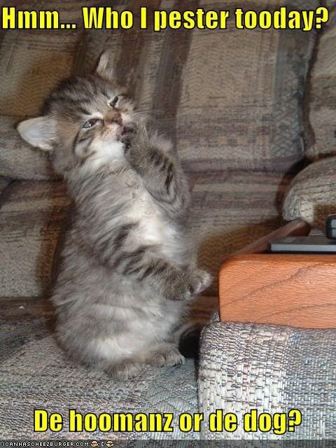 funny-pictures-kitten-is-figuring-o.jpg