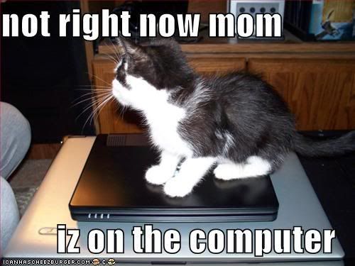 funny-pictures-kitten-is-on-the-com.jpg