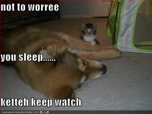 funny-pictures-kitten-keeps-watch-w.jpg