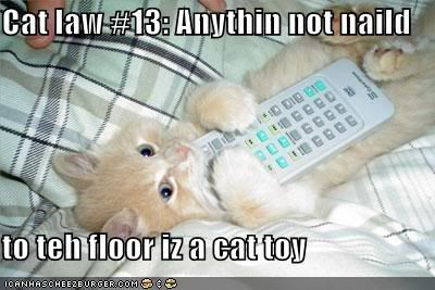 funny-pictures-kitten-remote-cat-to.jpg