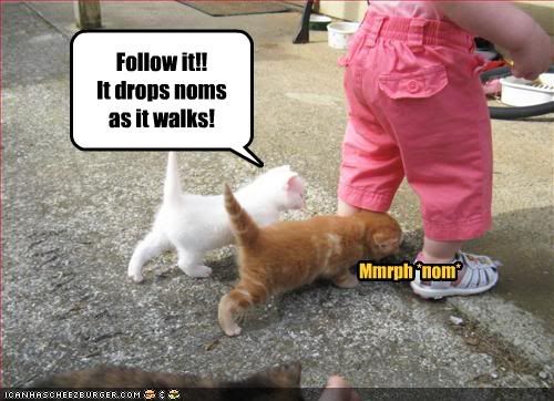 funny-pictures-kittens-follow-baby.jpg