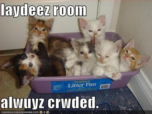 funny-pictures-kittens-litterbox-cr.jpg