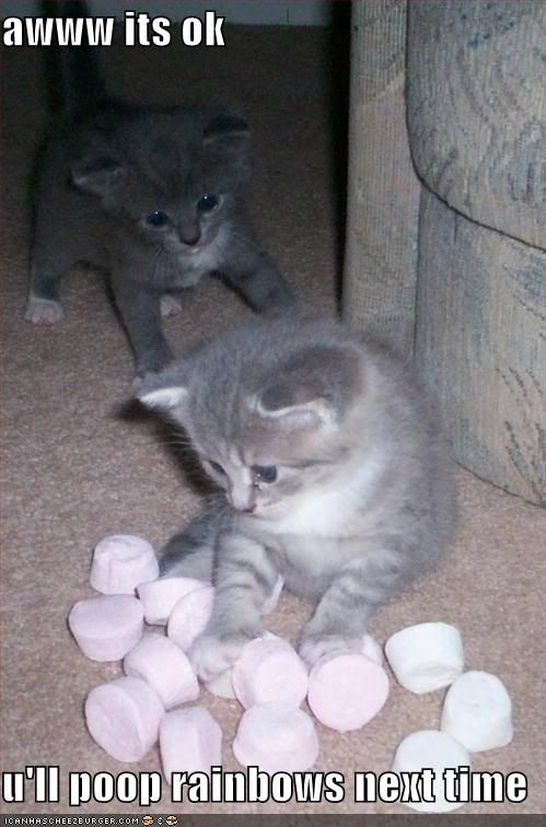 funny-pictures-kittens-marshmallows.jpg