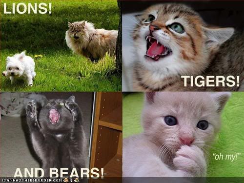 funny-pictures-lions-tigers-bears-c.jpg