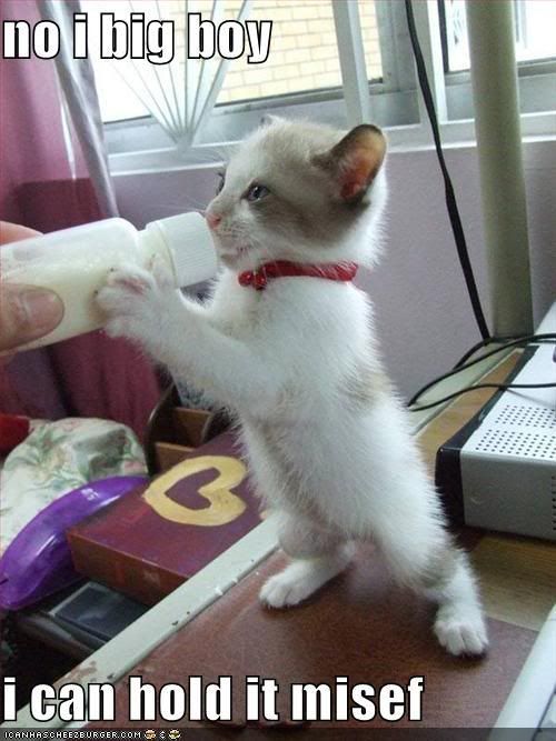 funny-pictures-little-kitten-wants-.jpg