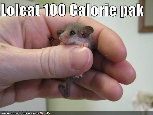 funny-pictures-lolcat-100-calorie-p.jpg