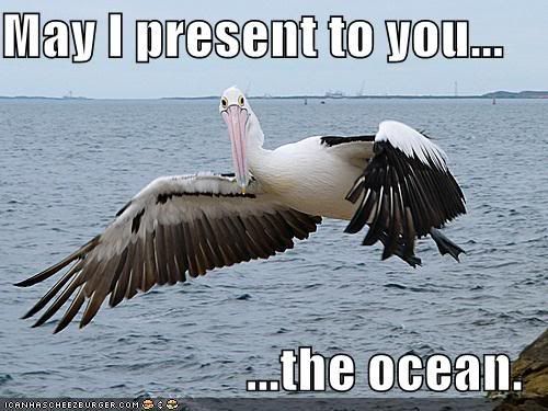 funny-pictures-pelican-shows-you-th.jpg